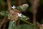 Woodland false buttonweed